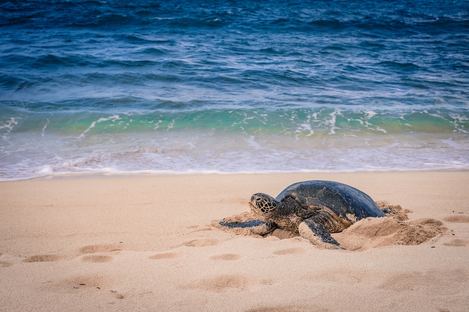 Camels & Turtles of Oman