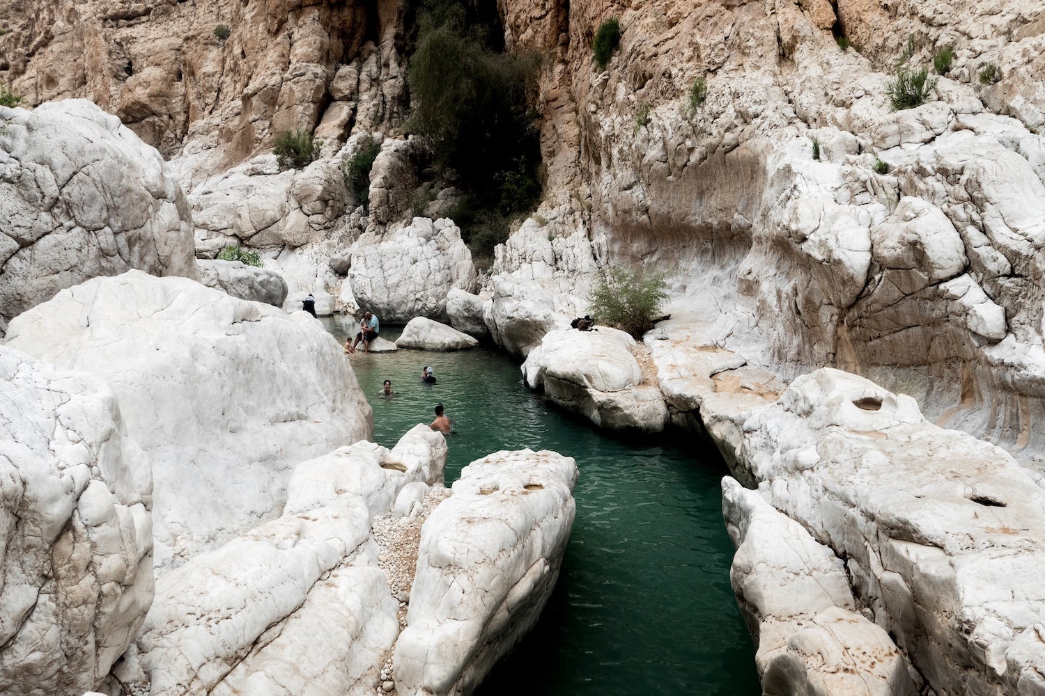 Camels & Turtles of Oman