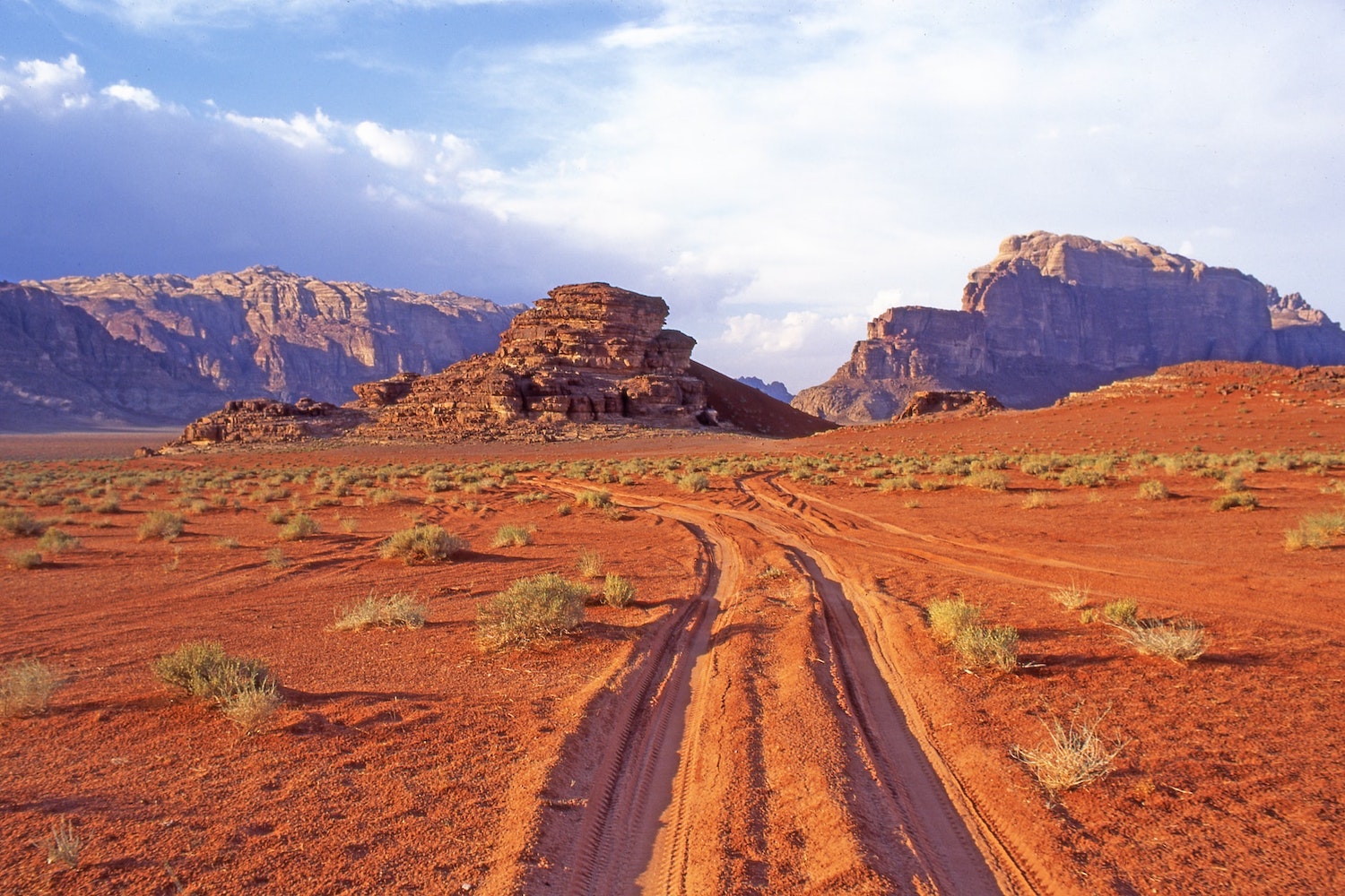 Camels & Turtles of Oman