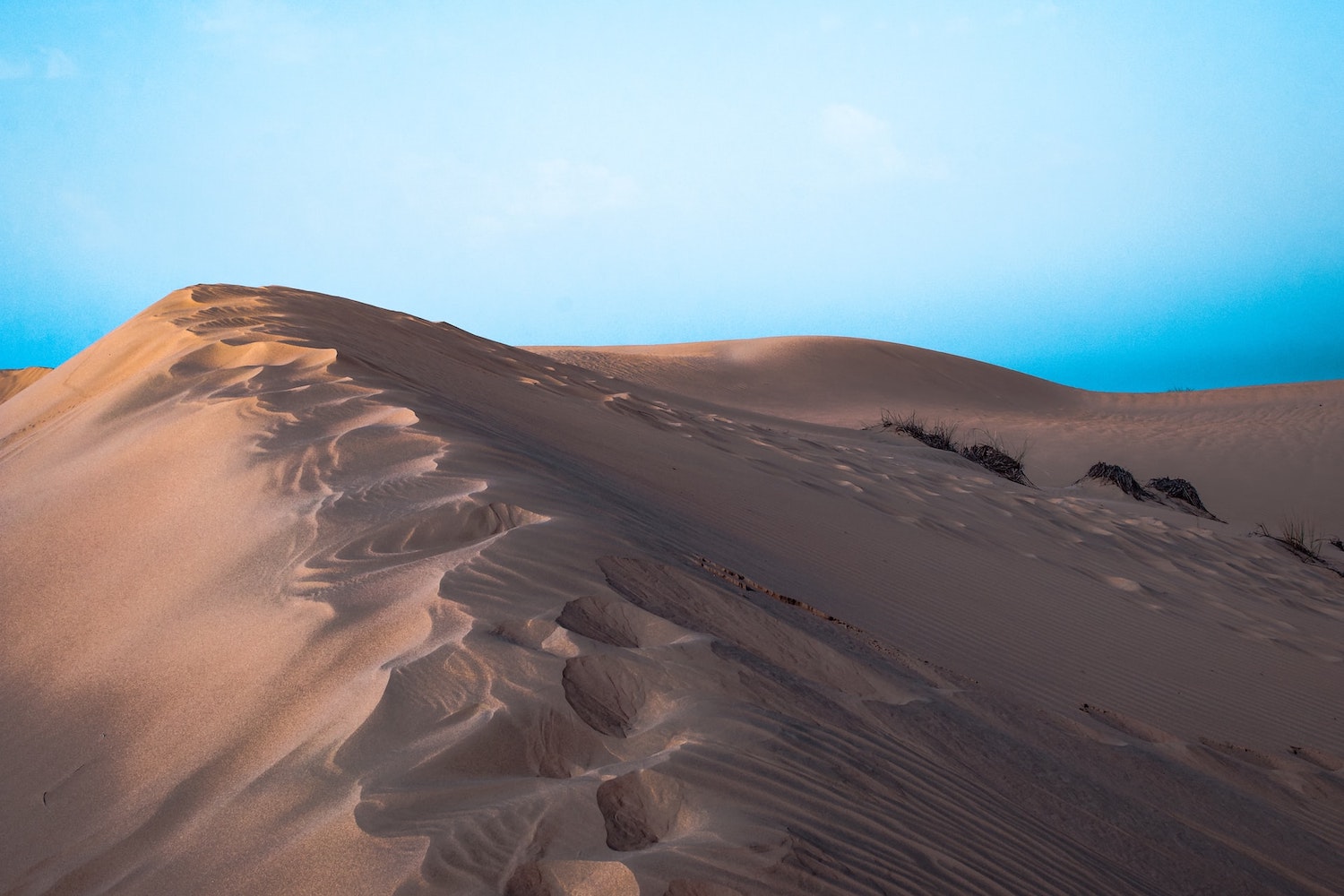 Safari In The Sea Of Sands