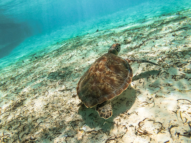 Day 2: Bimmah Sinkhole and the Turtle Reserve