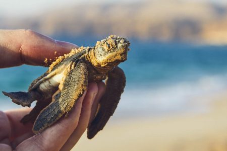 Camels & Turtles of Oman