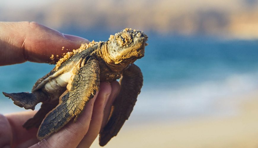 Camels & Turtles of Oman